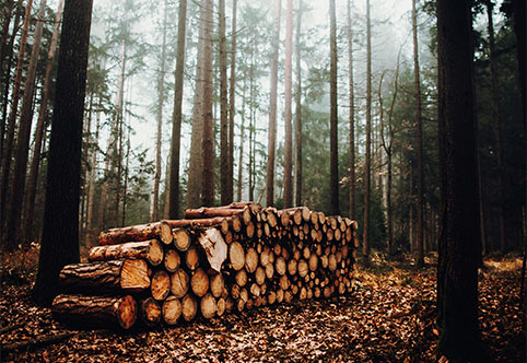 logs stacked in the woods