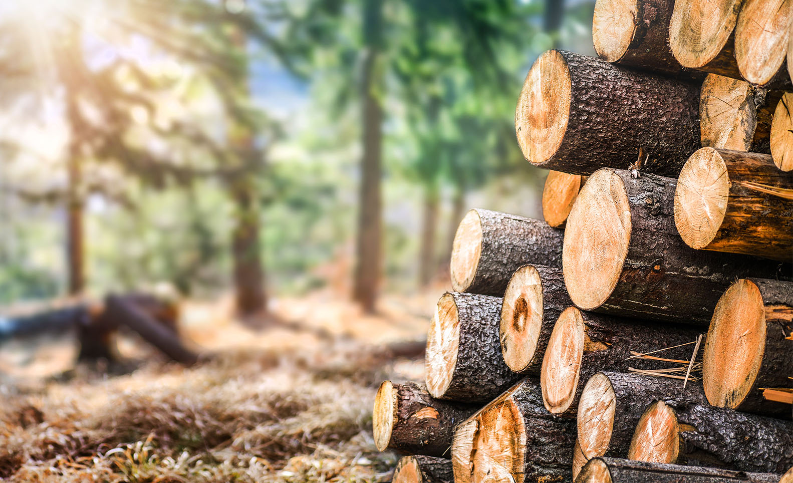 forest with logs