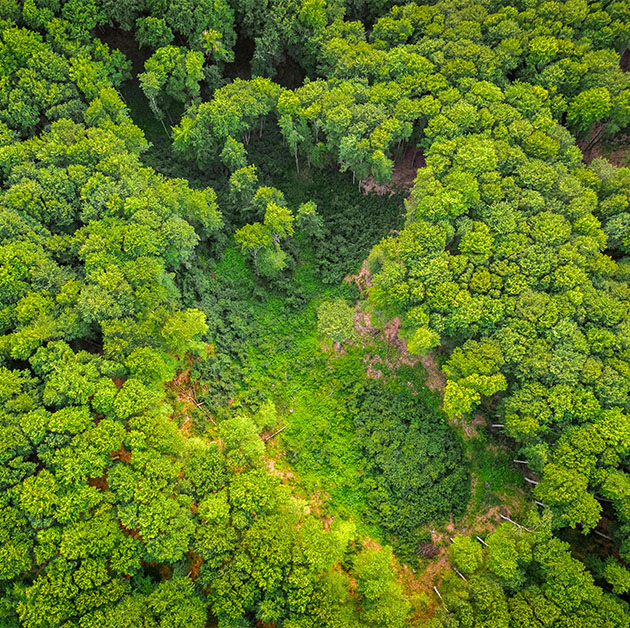 drone view forest